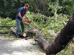 Reliable Litchfield, IL Tree Services Solutions