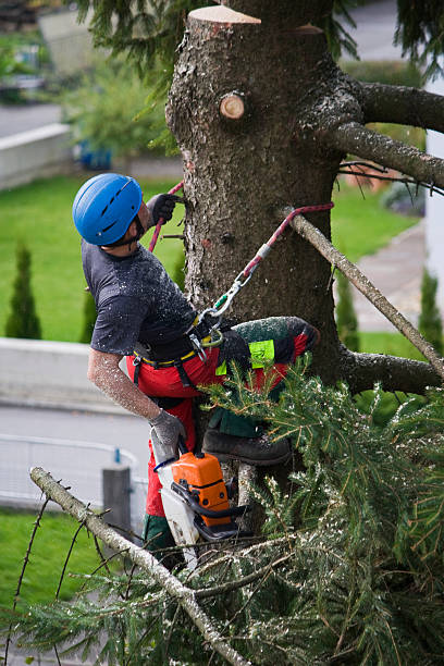 Best Emergency Tree Removal  in Litchfield, IL